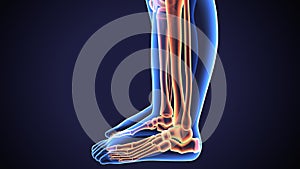 3D Illustration of Human Skeleton Tibia and Fibula Bones