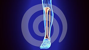 3D Illustration of Human Skeleton Tibia and Fibula Bones