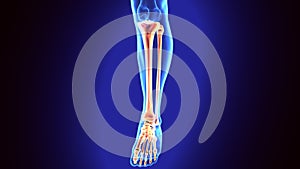 3D Illustration of Human Skeleton Tibia and Fibula Bones