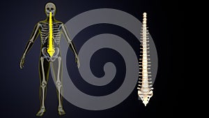 3d illustration of human skeleton yellow color spin inner parts anatomy.