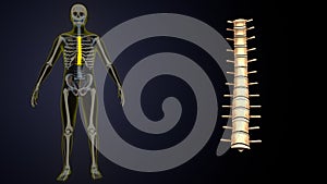 3d illustration of human skeleton yellow color spin inner parts anatomy.