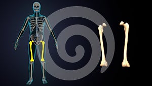 3d illustration of human skeleton yellow color spin inner parts anatomy.
