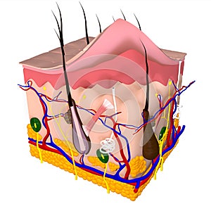 3d illustration of the human skin layers