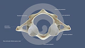 3d illustration of human spinal bone parts anatomy