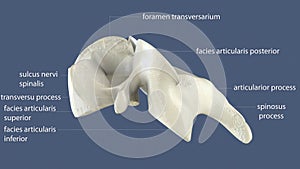 3d illustration of human spinal bone parts anatomy