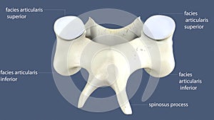 3d illustration of human spinal bone parts anatomy