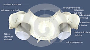 3d illustration of human spinal bone parts anatomy