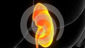 3D Illustration of Human Urinary System Kidneys Anatomy