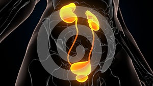 3D Illustration of Human Urinary System Kidneys Anatomy