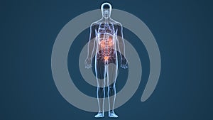 3D Illustration of Human Urinary System Kidneys with Bladder Anatomy