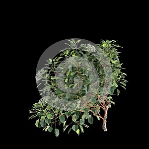 3d illustration of Hydrangea Anomala creeper isolated on black background