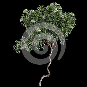 3d illustration of Hydrangea Anomala creeper isolated on black background