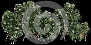 3d illustration of Hydrangea Anomala creeper isolated on black background