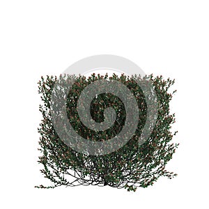 3d illustration of ilex crenata hedge bush isolated on white background