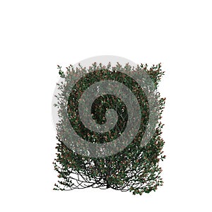 3d illustration of ilex crenata hedge bush isolated on white background