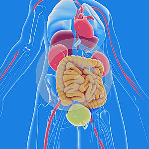 3d illustration of the interior of the human body anatomy, transparent. View from below.
