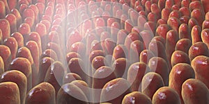 3D illustration of intestinal villi