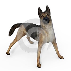 3d-illustration of an isolated german shepherd dog growling