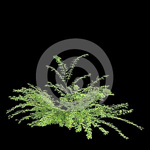 3d illustration of Jasminum nudiflorum bush isolated on black background