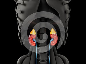 3d illustration of the kidney. Science medical educational material, clipping path included