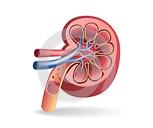 3d illustration of kidney tract anatomy cutout concept