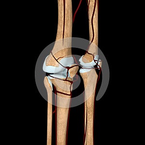 3d illustration of the knee arteries on bones side view