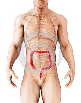 3D illustration of Large Intestine.