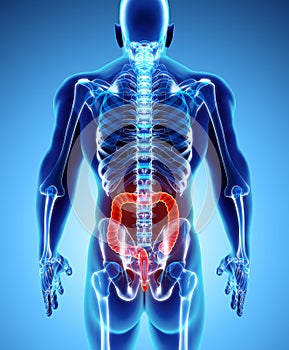 3D illustration of Large Intestine.