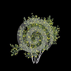 3d illustration of Larrea cuneifolia tree isolated on black background