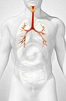 3D illustration of Larynx Trachea Bronchi.