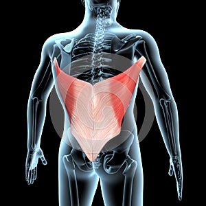 3d illustration of the latissimus dorsi muscles anatomical position on xray body