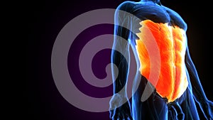 3D illustration of Latissimus Dorsi Part of Muscle Anatomy.