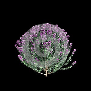 3d illustration of Leucophyllum frutescens bush isolated on black background