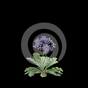 3d illustration of Limonium perezii bush isolated black background