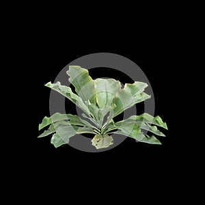 3d illustration of Limonium perezii bush isolated black background