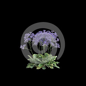 3d illustration of Limonium perezii bush isolated black background