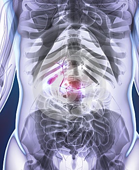 3D illustration of male Gallbladder.
