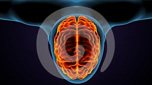 3d illustration of male human brain anatomy