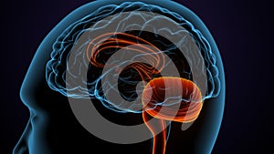 3d illustration of male human brain anatomy
