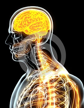 3D illustration male nervous system.