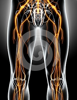 3D illustration male nervous system.