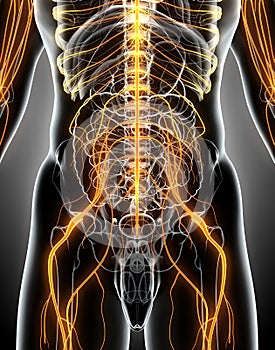 3D illustration male nervous system.