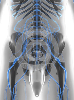 3D illustration male nervous system.