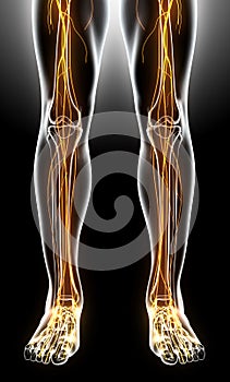 3D illustration male nervous system.