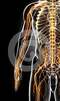 3D illustration male nervous system.