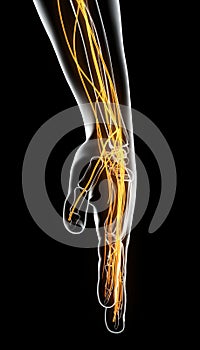 3D illustration male nervous system.