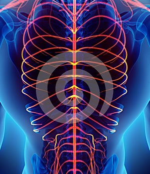 3D illustration male nervous system.