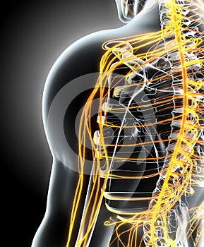 3D illustration male nervous system.