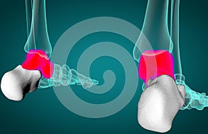 3D illustration of malleolus or talus foot bone