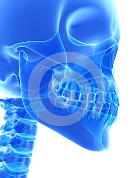 3D illustration of Mandible, medical concept.